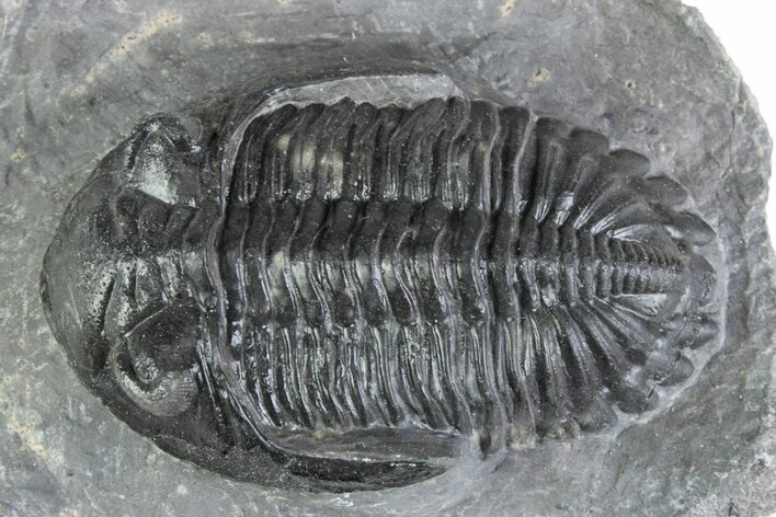 Prone Hollardops Trilobite Fossil - Ofaten, Morocco #381261